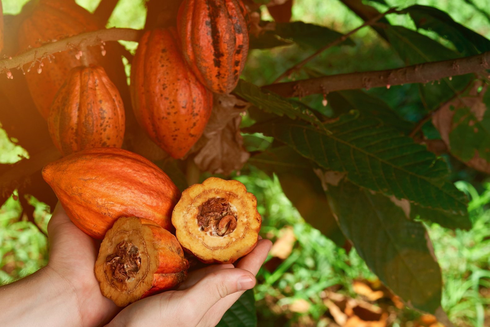 Natural cacao farm